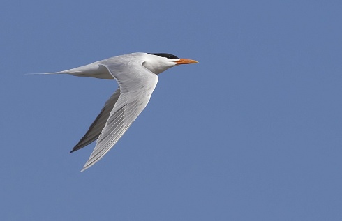 al vuelo