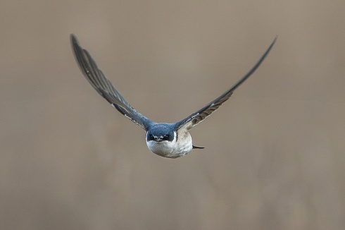 Golondrina Ceja Blanca (Tachycineta leucorrhoa)