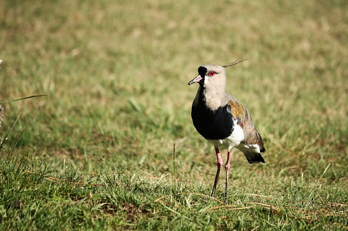 Tero posando