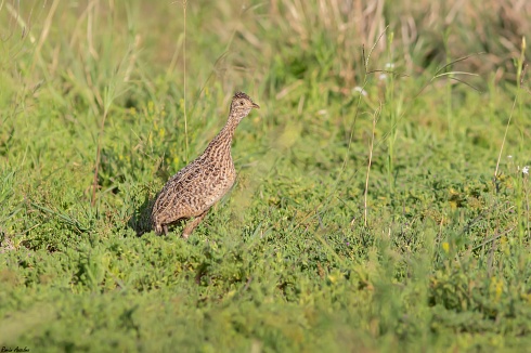 Inamb� campestre - Nothura maculosa