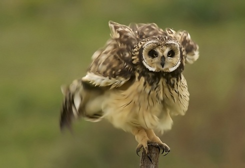 moviendo las plumas !!!