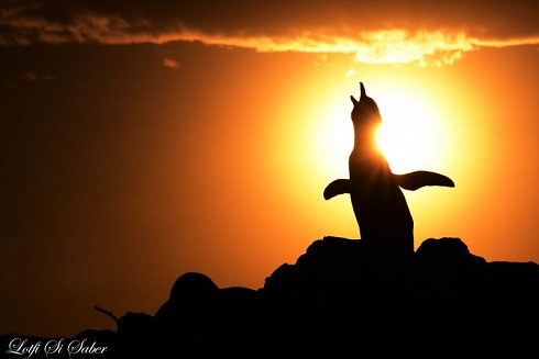 El pinguino y el sol