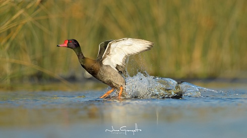 Pato picazo