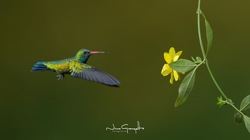 Picaflor verde