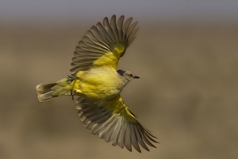 se me volo !