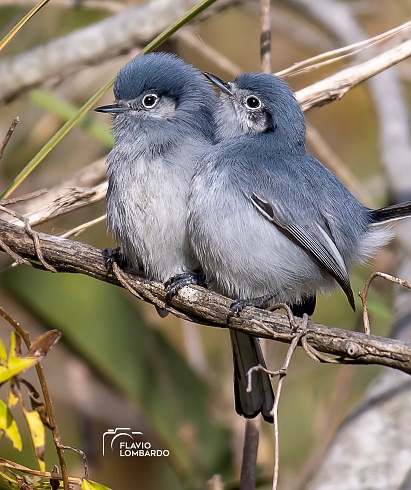 Pichones de Tacuarita Azul