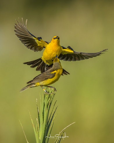 Tordo amarillo