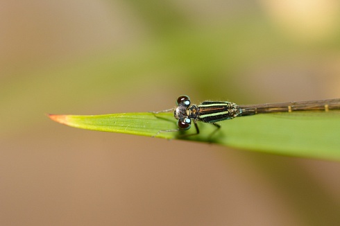 Libelula Celeste