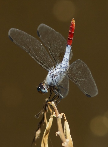 Bicolor