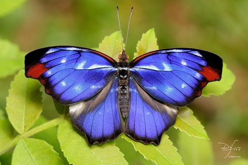 YIN YANG (Myscelia Orsis)