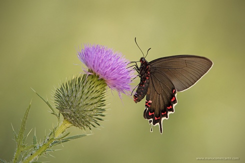 Algun macro..