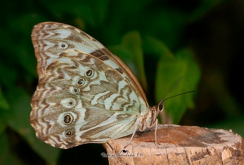 Mariposa bandera argentina - Morpho epistrophus argentinus