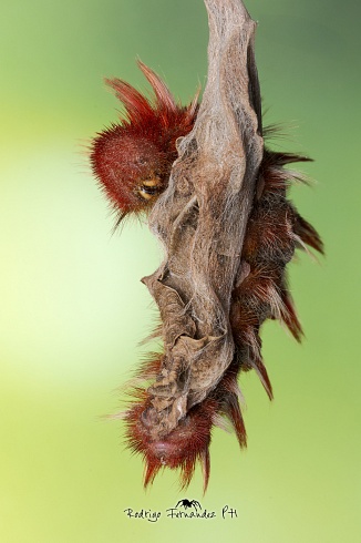 Oruga de mariposa bandera argentina