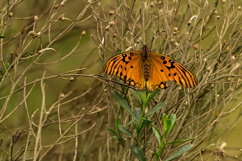 Espejitos