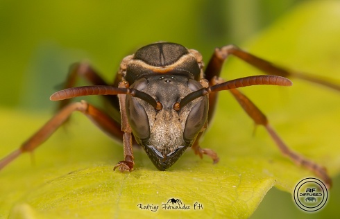 Avispa - Mischocyttarus drewseni