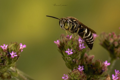 La Avispa o la Flor...