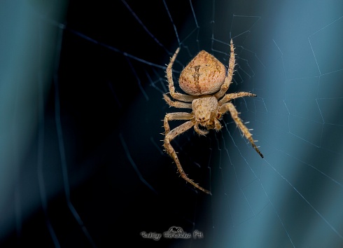 Araa - Eustala sp.
