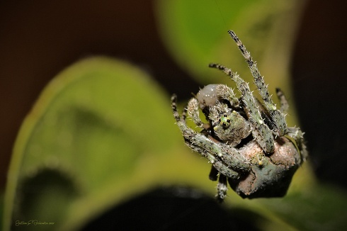 Residente verdosa.