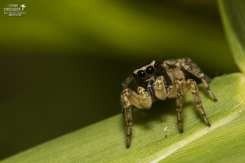 Salticidae