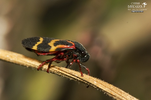Cotorrita II
