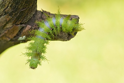 Oruga en el jardin