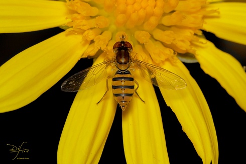 FLOR DE MOSCA