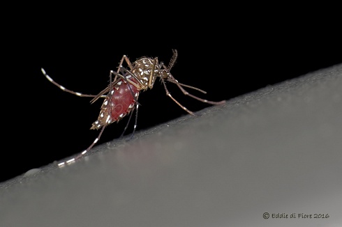 AEDES AEYIPTI