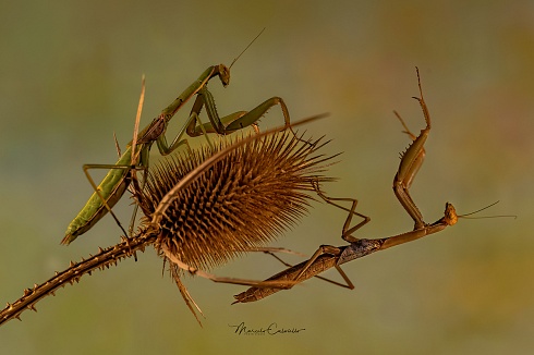 Mantis x 2