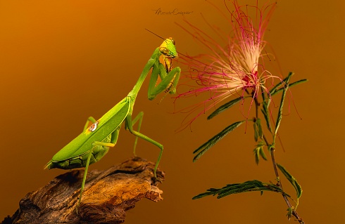 La Mantis y la flor...