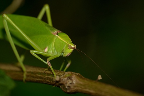 Insecto hoja