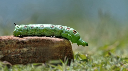 Simulando serpiente 