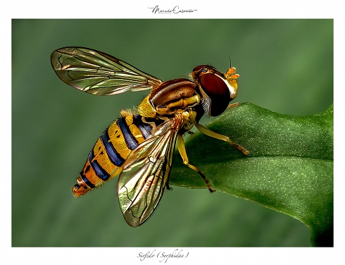 Pequea belleza...