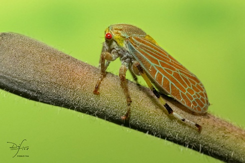 A PURO COLOR