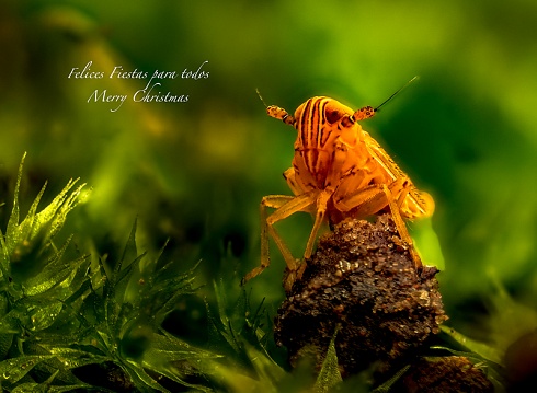 Miniatura...