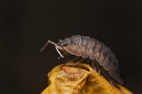 Bicho bolita