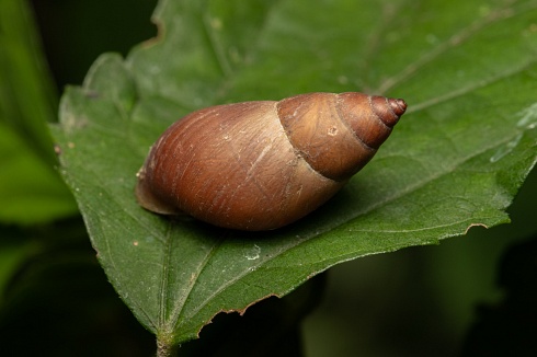 Caracol