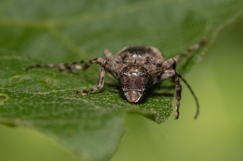 Escarabajo de frente