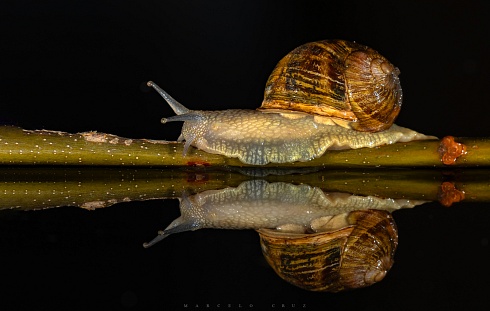 Reflejos !