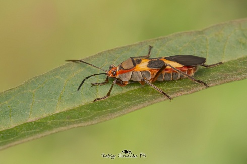 Chinche tricolor - Dysdercus albofasciatus