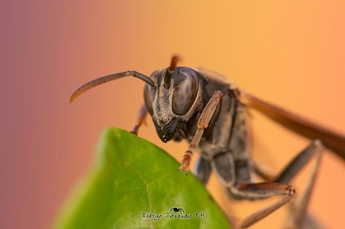 Avispa - Mischocyttarus drewseni
