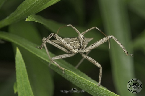 Chinche asesina - Harpactor sp