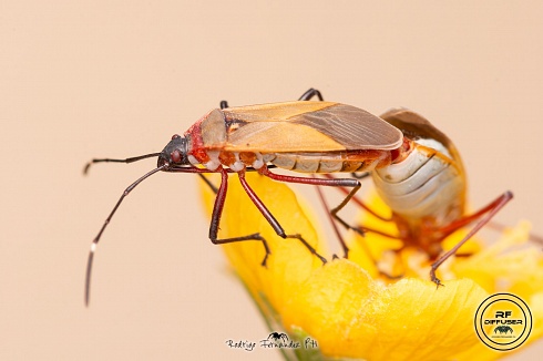 Chinche - Dysdercus sp