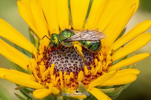 Abeja verde