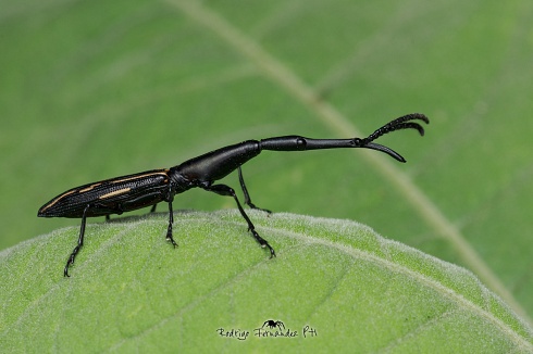 Gorgojo de pico largo - Brentus rufiventris