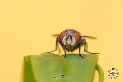 mosca azul