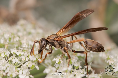 Mischocyttarus drewseni