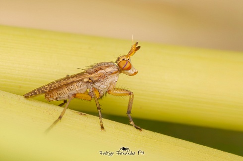 Mosca del Humedal - Familia Sciomyzidae
