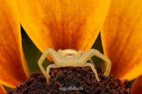 Araa cangrejo - Thomisidae sp