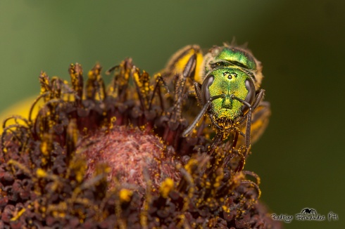 Abeja nativa - Halictidae sp