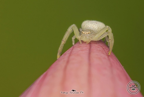 Araa cangrejo - Thomisidae sp